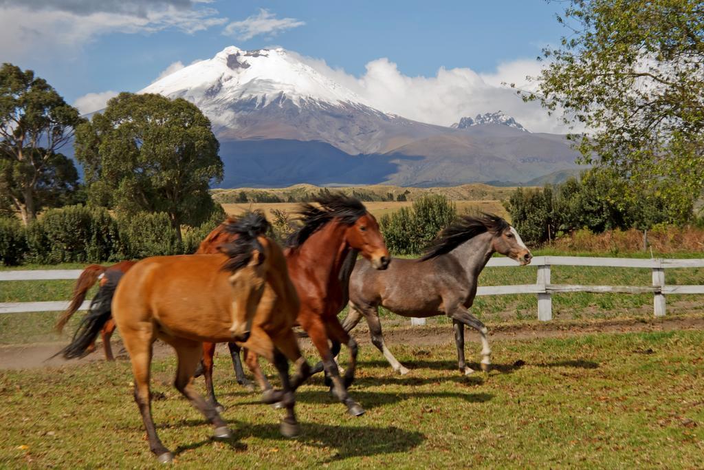 Hacienda San Agustin De Callo Lasso Eksteriør billede